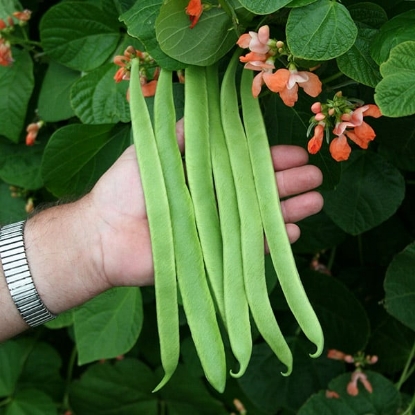 Picture of Runner Bean Celebration